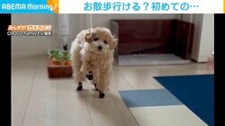 初めての靴に不安げな犬 一歩踏み出すも“予想の斜め上”をいく行動で飼い主ビックリ→爆笑