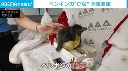 生後3週間の“マカロニ”ペンギン初公開！代々“パスタ名”の家系、108羽目の名前に注目 米・テキサス州