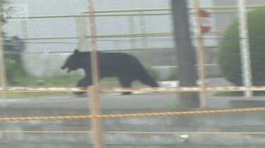 4人襲ったクマは高い知能？ 蛇口ひねり水飲む姿 カギ開け、窓も