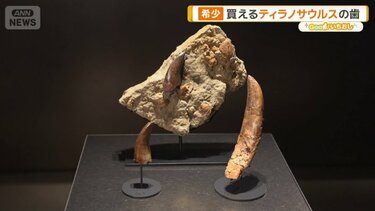 新宿に「買える化石博物館」登場 ティラノサウルスやアンモナイト…本物