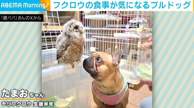 モリフクロウのたまおちゃん、フレンチブルドッグのボンくん