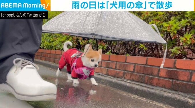 「家族ですから、過保護上等！」傘を差して雨の日散歩を楽しむ“シニアワンコ”に反響 1枚目