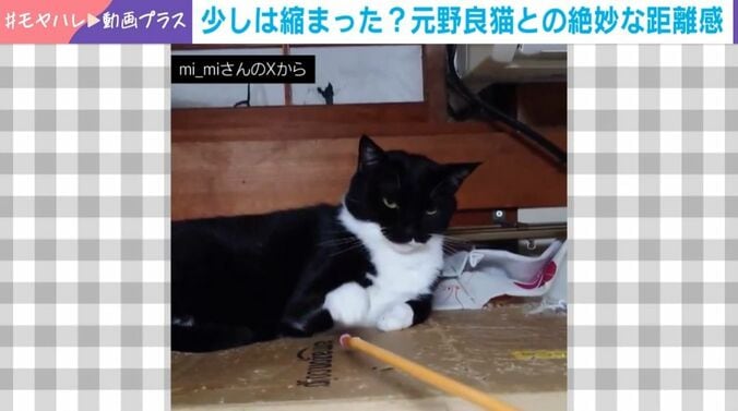 “絶妙な距離感”の猫