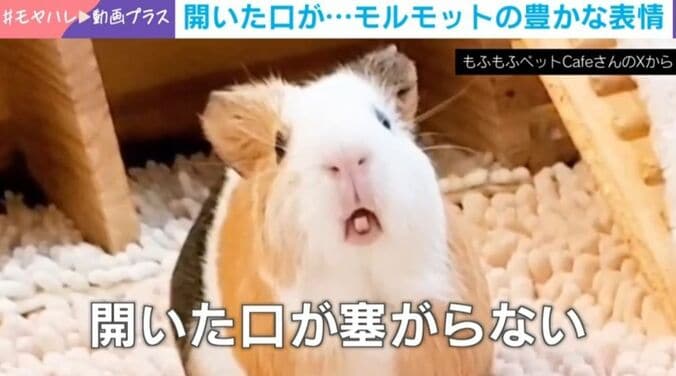 モルモットのみたらしちゃん