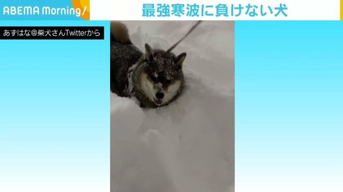 積もった雪の中を猛進…！ “ラッセル柴犬”に反響 「柴ドーザー！」「生き生き感」 1枚目