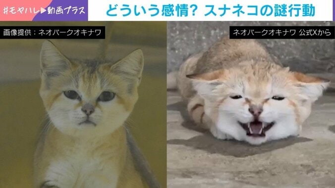 スナネコ