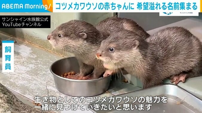 コツメカワウソ3姉妹の名前が決定！ 「てまり」「ひまり」「あいり」に込められた願い 2枚目