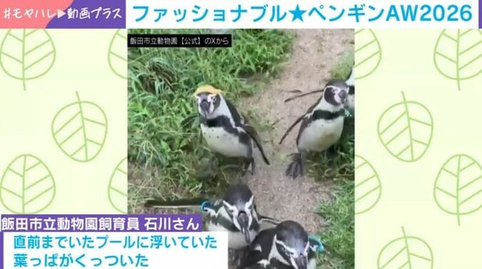 フンボルトペンギン・葉くん