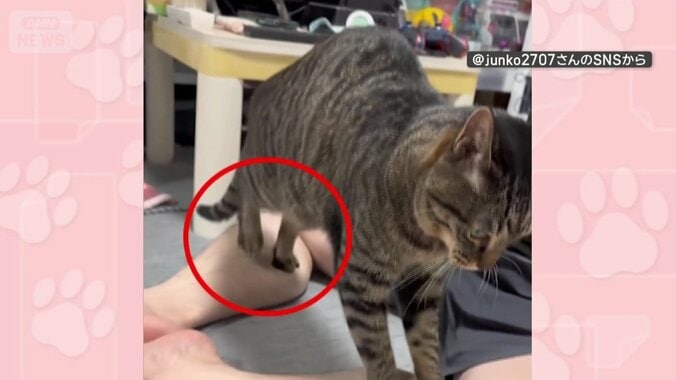 後ろ脚も交互にふみふみ