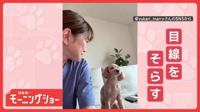 ツンデレ犬　チョンチョンするのに…振り向かれるとプイッ　なぜそっぽを向くの？ 1枚目