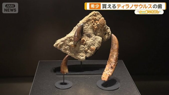 ティラノサウルスの歯