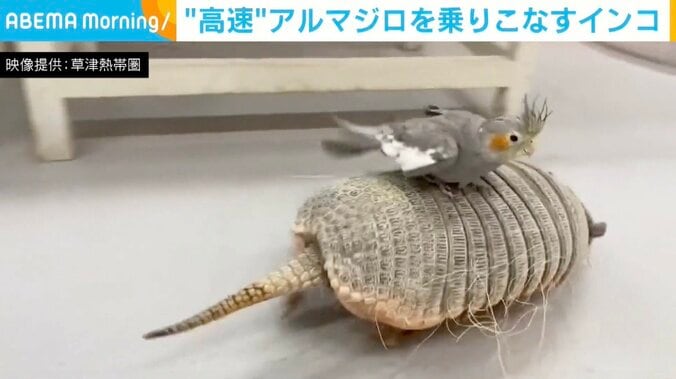 アルマジロの「むっちゃん」とオカメインコの「チエちゃん」