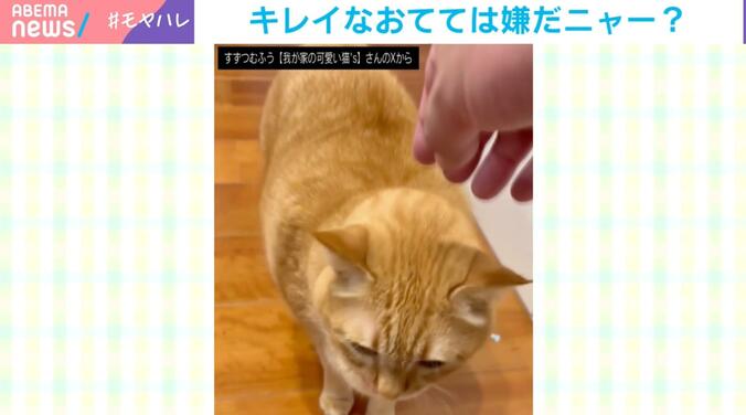 飼い主の手を華麗に“スルーする”すずくん