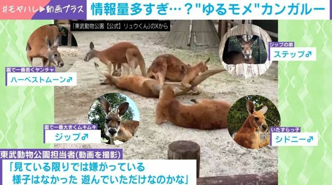 カンガルー