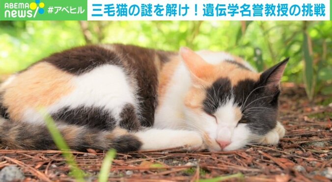 三毛猫の毛はなぜ3色？ 「長年解き明かしたいと思っていた」 名誉教授の熱量高い研究プロジェクトに700万円超集まる 1枚目