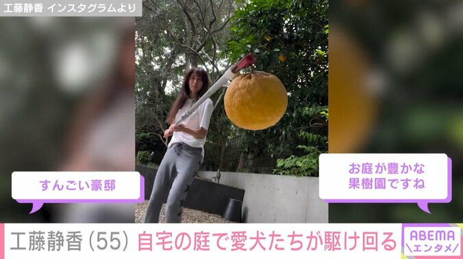 工藤静香が庭で育てたオレンジ