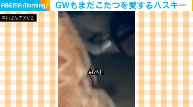 シベリアンハスキーのアシリちゃん
