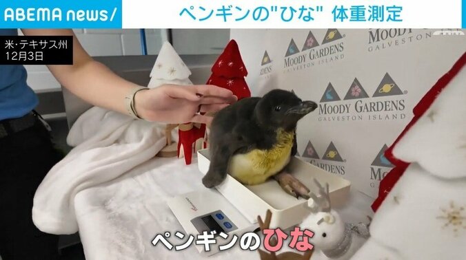 ペンギンのひな