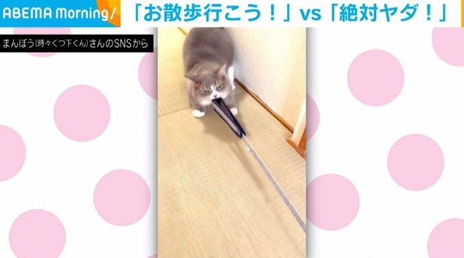 散歩に行きたい猫！VS 絶対に行きたくない猫！2匹の“かわいい攻防”に「耐える姿に爆笑」「めっちゃ笑ったwww」爆笑の声 1枚目