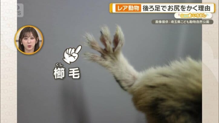後ろ足にある「櫛毛」