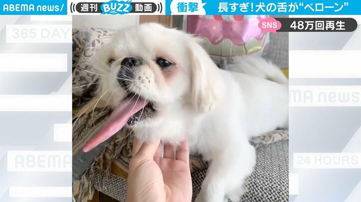 舌が 長 すぎる犬の衝撃映像に Cgかと思った 驚きの声 飼い主も ここまで長いのは珍しい 国内 Abema Times