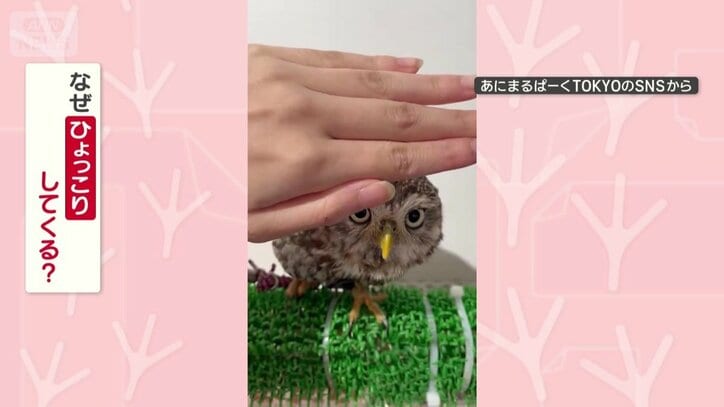なぜひょっこりしてくる？