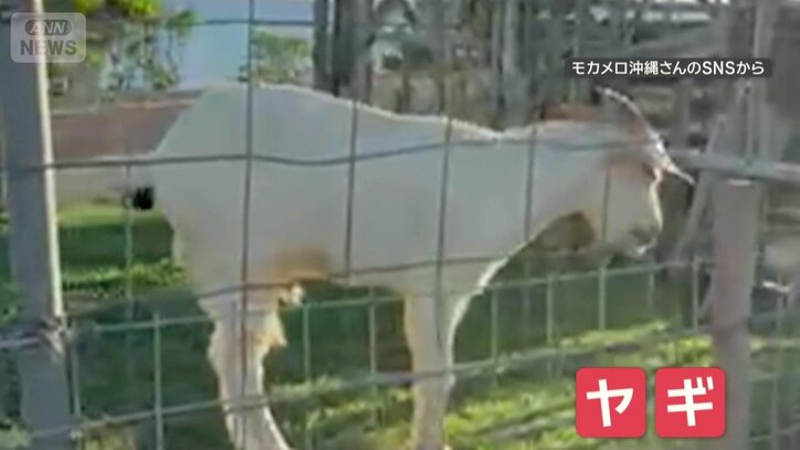 公園で飼育されているヤギ