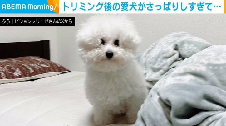 ビションフリーゼのふうちゃん