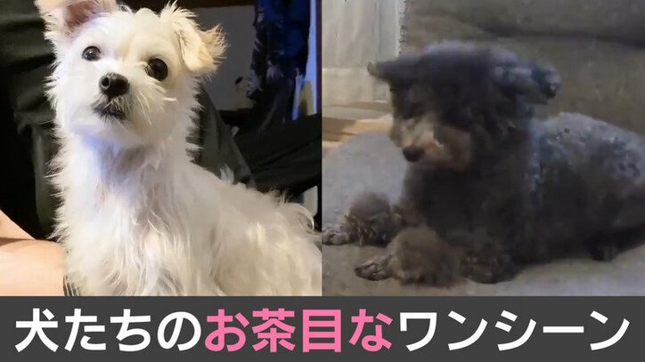 北斗晶 佐々木健介 愛犬が産んだ子犬達にメロメロ どうしたらいいの この可愛さ 話題 Abema Times