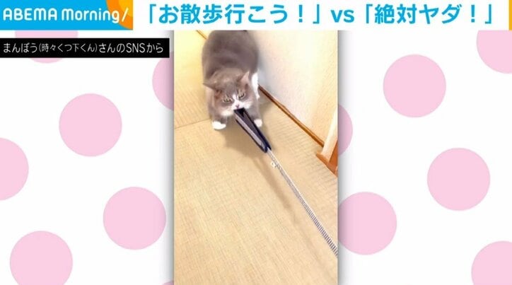 散歩に行きたい猫！VS 絶対に行きたくない猫！2匹の“かわいい攻防”に「耐える姿に爆笑」「めっちゃ笑ったwww」爆笑の声