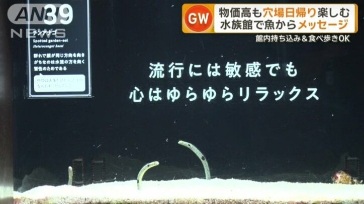 チンアナゴ