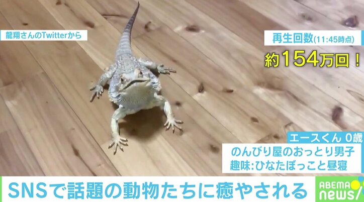 「モフモフ！」「ドローンが！」癒し効果抜群、SNSで話題のペットたち