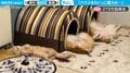 猫・犬・犬の衝撃寝姿が「ツッコミどころ満載」と約300万人が爆笑！ 飼い主が漏らした心の声に共感も
