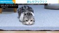 「永遠に見ていられる」“お尻フリフリ”をするネコに「ツチノコ～～！」の声