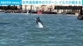 ベネチアの運河にイルカが出現…!? 泳ぎ回って観光客を楽しませる様子 イタリア