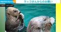 「お願いお願いお願い！」“Twitterの公式マーク”型おもちゃを叩きまくるラッコたち 息ぴったりな力強い訴えに「なんだこの可愛い生き物は!!（即フォロ－）」の声