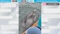 「早送りかと思ったｗ」“超高速でうなずく”イルカの様子に「うんうん！わかったからはよ餌！」「全力で肯定してくれてる感じで元気でる！」