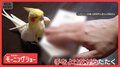 くちばしで箱トントン　器用なオカメインコ　でも絶対たたかない“あるもの”とは？