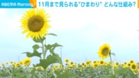 【映像】秋に咲く花!? ライトアップされた夜のひまわり