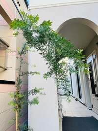 ダイアモンド☆ユカイ『ミモザの木』