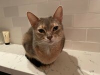 桃『トイレに行くと…』