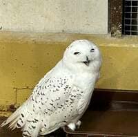 松居直美『ふくろうちゃん♪』