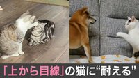 【映像】必死に耐える猫の表情
