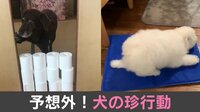 【映像】「しふぉんちゃん」が見せた珍行動