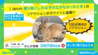 【映像】あれ?ない!? ウサギの『掘り起こした土がなかった』時の100点満点リアクションが話題に