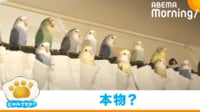 【映像】色とりどりのインコが並ぶ“見事な光景”