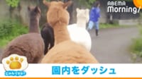 【映像】先導の飼育員を抜き去る“アルパカダッシュ!”