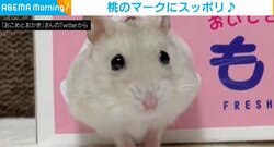 桃のマークに“スッポリハマるお尻”を披露するハムスター 85万回再生の大反響に飼い主「想像したら可愛すぎたので買いました」