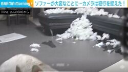 新しいソファー到着→翌日ズタボロに破壊… カメラが捉えた犯人の姿に「可愛すぎる容疑者たち」「新しいおもちゃ気に入ったんだろう」と反響