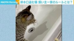 排水溝の水切りを盗んでいく“小さな泥棒” 飼い主一家に独自ルールが誕生